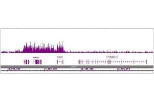 Histone H4K16ac antibody (pAb) tested by ChIP-Seq.
