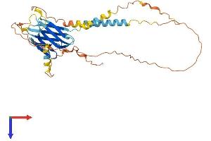 AlphaFold protein structure predicition of Human Recombinant PVRIG Protein, UniprotID Q6DKI7