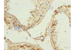 Immunohistochemistry of paraffin-embedded human testis tissue using ABIN7159199 at dilution of 1:100 (REC8 anticorps  (AA 1-270))