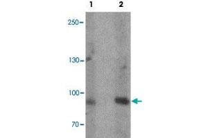 Western blot analysis of rat heart tissue lysate with FCHO2 polyclonal antibody  at (1) 1 and (2) 2 ug/mL. (FCHO2 anticorps  (Internal Region))