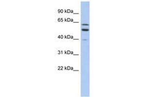 Image no. 1 for anti-Transmembrane and Coiled-Coil Domain Family 1 (TMCC1) (AA 431-480) antibody (ABIN6743328) (TMCC1 anticorps  (AA 431-480))