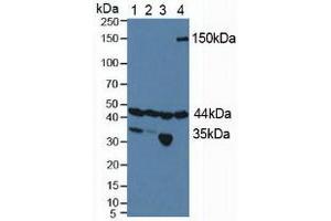 Figure. (HIF1AN anticorps  (AA 31-349))