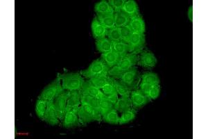 Immunocytochemistry/Immunofluorescence analysis using Mouse Anti-Hsc70 Monoclonal Antibody, Clone 1F2-H5 .