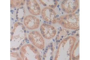 IHC-P analysis of kidney tissue, with DAB staining. (PLCD4 anticorps  (AA 1-250))