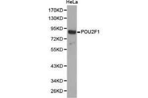 Western Blotting (WB) image for anti-POU Domain, Class 2, Transcription Factor 1 (POU2F1) antibody (ABIN1874196) (POU2F1 anticorps)