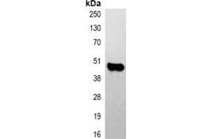 Immunoprecipitation of Caspase 9 from 0.