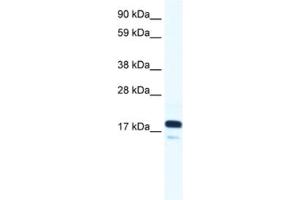Western Blotting (WB) image for anti-RNA Polymerase II TBP-Associated Factor Subunit G (TAF9) antibody (ABIN2460983) (TAF9 anticorps)