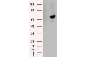 Image no. 3 for anti-Tubulin tyrosine Ligase-Like Family, Member 12 (TTLL12) antibody (ABIN1499035) (TTLL12 anticorps)