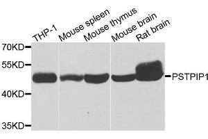 Western blot analysis of extracts of various cell lines, using PSTPIP1 antibody. (PSTPIP1 anticorps  (AA 157-416))