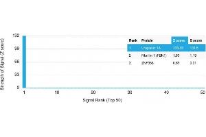 Analysis of Protein Array containing more than 19,000 full-length human proteins using Uroplakin 1A Mouse Monoclonal Antibody (UPK1A/2921) Z- and S- Score: The Z-score represents the strength of a signal that a monoclonal antibody (MAb) (in combination with a fluorescently-tagged anti-IgG secondary antibody) produces when binding to a particular protein on the HuProtTM array.