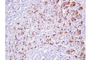 Formalin-fixed and paraffin embedded mouse stomach tissue labeled with Anti-Claudin 19 Polyclonal Antibody, Unconjugated (ABIN2173171) at 1:200 followed by conjugation to the secondary antibody and DAB staining (Claudin 19 anticorps  (AA 21-120))