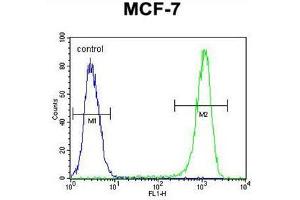 BCL10 Antibody (N-term) flow cytometric analysis of MCF-7 cells (right histogram) compared to a negative control cell (left histogram). (BCL10 anticorps  (N-Term))