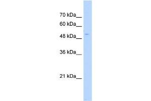 WB Suggested Anti-POLS Antibody Titration:  0.