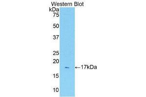 Western Blotting (WB) image for anti-Interleukin 1 Receptor, Type I (IL1R1) (AA 226-352) antibody (ABIN3209484) (IL1R1 anticorps  (AA 226-352))