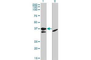 Western Blotting (WB) image for anti-Transcription Factor 19 (TCF19) (AA 17-103) antibody (ABIN598965) (TCF19 anticorps  (AA 17-103))
