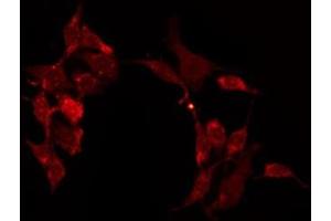 ABIN6275039 staining Hela by IF/ICC. (Contactin 6 anticorps  (Internal Region))