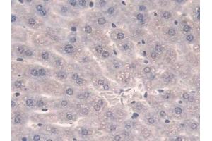 DAB staining on IHC-P; Samples: Mouse Liver Tissue (SULF2 anticorps  (AA 337-654))