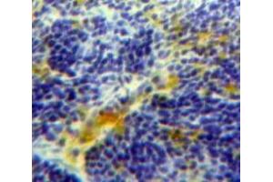 IHC-P analysis of Spleen tissue, with DAB staining. (FCN1 anticorps  (AA 45-249))