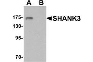 Western blot analysis of SHANK3 in 3T3 cell lysate with SHANK3 antibody at 1 ug/ml in (A) the absence and (B) the presence of blocking peptide. (SHANK3 anticorps  (Middle Region))