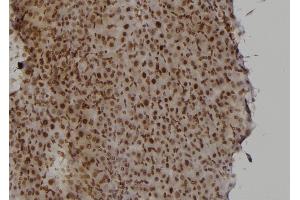 ABIN6277430 at 1/100 staining Rat liver tissue by IHC-P.