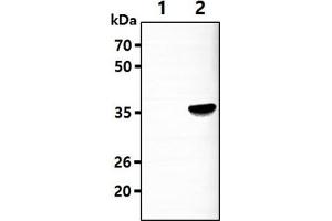 The Cell lysates (5ug) were resolved by SDS-PAGE, transferred to PVDF membrane and probed with anti-human AKR7A3 antibody (1:3000).