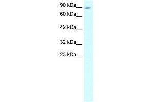 WB Suggested Anti-ZNF341 Antibody Titration: 2. (ZNF341 anticorps  (N-Term))