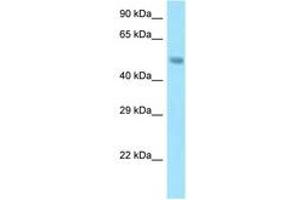 Image no. 1 for anti-Sorting Nexin 5 (SNX5) (AA 31-80) antibody (ABIN6748214) (SNX5 anticorps  (AA 31-80))