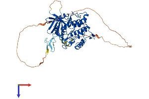 AlphaFold protein structure predicition of Human Recombinant VRK3 Protein, UniprotID Q8IV63