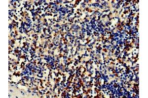 Immunohistochemistry of paraffin-embedded human spleen tissue using ABIN7149082 at dilution of 1:100