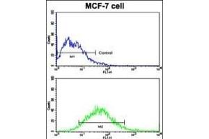 Flow cytometric analysis of MCF-7 cells using EphB6 Antibody (N-term S45) (bottom histogram) compared to a negative control cell (top histogram). (EPH Receptor B6 anticorps  (N-Term))