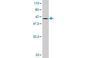 Western Blot detection against Immunogen (59.