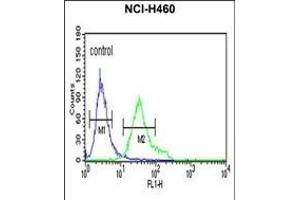 DGCR8 Antibody (Center) (ABIN652880 and ABIN2842569) flow cytometric analysis of NCI- cells (right histogram) compared to a negative control cell (left histogram).