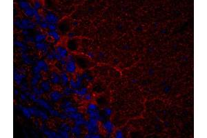 Indirect immunohistochemistry of a PFA fixed mouse cerebellum section (dilution 1 : 500).