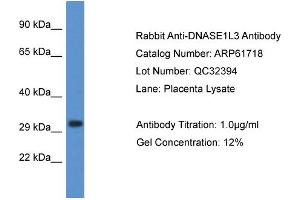 Western Blotting (WB) image for anti-Deoxyribonuclease I-Like 3 (DNASE1L3) (C-Term) antibody (ABIN786480) (DNASE1L3 anticorps  (C-Term))
