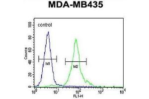 CCDC81 Antibody (Center) flow cytometric analysis of MDA-MB435 cells (right histogram) compared to a negative control cell (left histogram). (CCDC81 anticorps  (Middle Region))