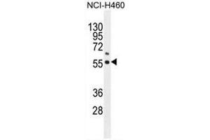 COQ6 Antibody (N-term) western blot analysis in NCI-H460 cell line lysates (35µg/lane).