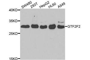 Western blot analysis of extracts of various cell lines, using GTF2F2 antibody. (GTF2F2 anticorps  (AA 1-249))