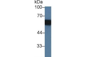 Western blot analysis of Rat Serum, using Rat PAG1 Antibody (3 µg/ml) and HRP-conjugated Goat Anti-Rabbit antibody ( (PAG1 anticorps  (AA 138-357))