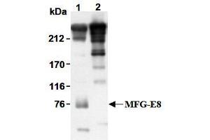 Western Blotting (WB) image for anti-Milk Fat Globule-EGF Factor 8 Protein (MFGE8) antibody (ABIN1449192) (MFGE8 anticorps)