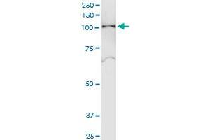 anti-Sorting Nexin 19 (SNX19) (AA 1-803) antibody
