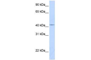 WB Suggested Anti-COX10 Antibody Titration:  0. (COX10 anticorps  (Middle Region))