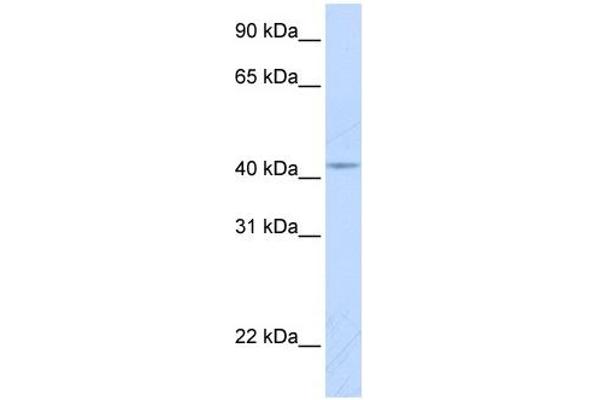 COX10 antibody  (Middle Region)