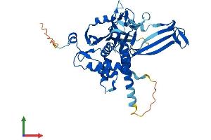 AlphaFold protein structure predicition of Mouse Recombinant Usp12 Protein, UniprotID Q9D9M2