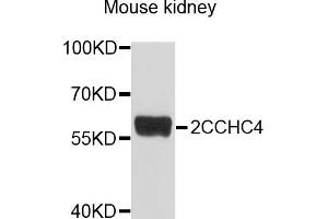 Western blot analysis of extracts of mouse kidney, using ZCCHC4 antibody (ABIN6003842) at 1/1000 dilution. (ZCCHC4 anticorps)