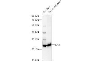 Western blot analysis of extracts of various cell lines, using C antibody (ABIN6131265, ABIN6137793, ABIN6137794 and ABIN6217485) at 1:1000 dilution. (CA3 anticorps  (AA 1-260))