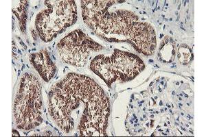 Immunohistochemical staining of paraffin-embedded Human Kidney tissue using anti-PDSS2 mouse monoclonal antibody. (PDSS2 anticorps)
