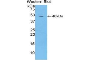 Western Blotting (WB) image for anti-CD40 Ligand (CD40LG) (AA 113-261) antibody (ABIN1858305) (CD40 Ligand anticorps  (AA 113-261))
