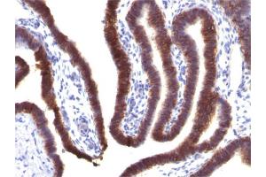 Formalin-fixed, paraffin-embedded human FallopianTube stained with EpCAM Mouse Monoclonal Antibody (EGP40/1373). (EpCAM anticorps  (Extracellular Domain))
