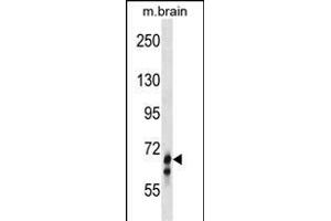 GLB1L Antibody (N-term) (ABIN1539000 and ABIN2849961) western blot analysis in mouse brain tissue lysates (35 μg/lane). (GLB1L anticorps  (N-Term))