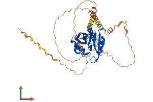 AlphaFold protein structure predicition of Human Recombinant NAA30 Protein, UniprotID Q147X3